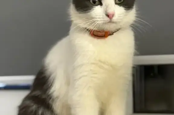 Кошки потеряшки, Попадинка, фото: Потеряшка кошка, Попадинка, Псковская область - оранжево-коричневый ошейник