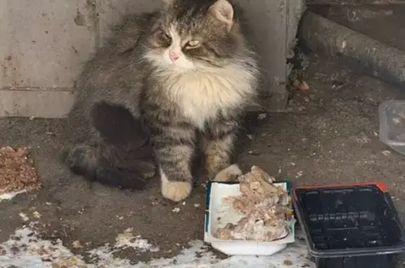 Объявления о пропавших и найденных животных, Москва, фото: Найдена кошка, Малый Купавенский проезд, 5 к2, Москва - сибирская, пушистая