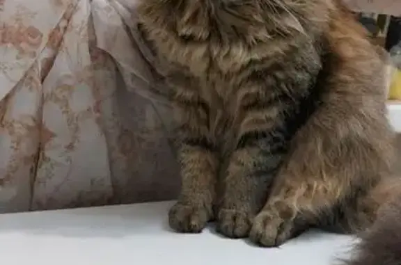 Пропала кошка, Катушечная улица, 82А, Кострома - беременная и пушистая - photo