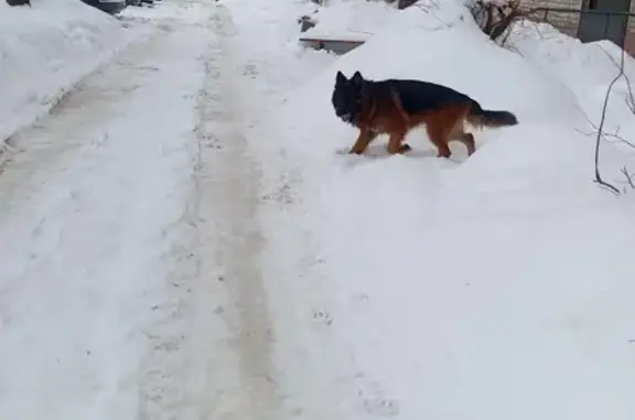 Пропал собака, улица Кирова, 34, Малоярославец - немецкая овчарка, мальчик - photo