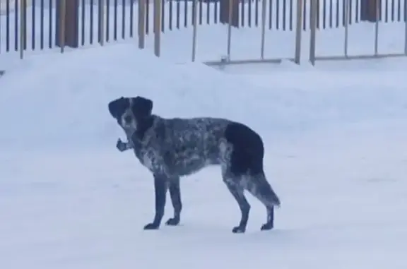 Найдена собака, Андреевский, фото: Найдена собака, Школьная улица, 6, Андреевский - ошейник, исхудавшая