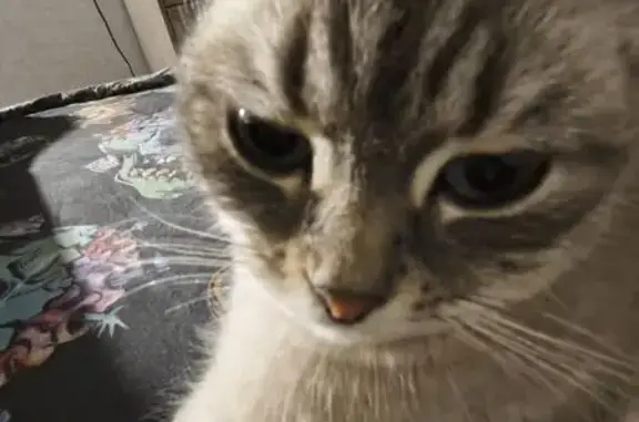 Пропала кошка, улица Маяковского, 9, Кострома - вислоухая, серенькая мордочка - photo