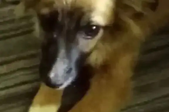 Пропала собака, девочка, Таганрогская улица, 134, Ростов-на-Дону - рыжий окрас, красно-оранжевый ошейник - photo