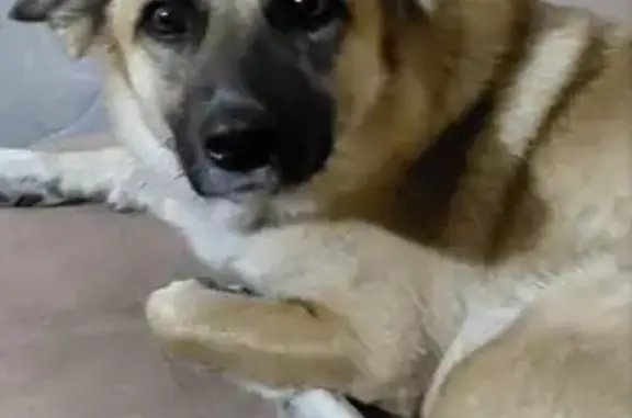 Пропала собака, женский пол, улица Лермонтова, 22, Челябинск - photo