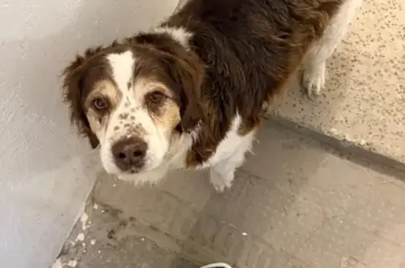 Найдена собака, Нижний Новгород, фото: Найдена собака, Витебская улица, 46, Нижний Новгород - ласковая и голодная