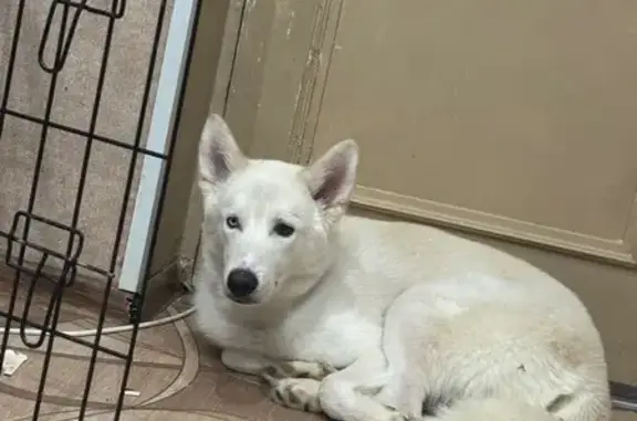 Пропала собака, улица Бредихина, 31, Волгоград - бело-бежевый окрас - photo