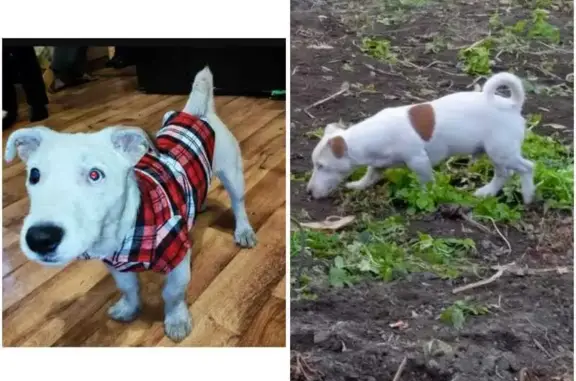 Пропал собака, улица Чичерина, Уссурийск - белый с пятнами - photo