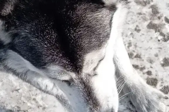 Найдена собака, Шелехов, фото: Найдена собака хаски, Р-258, Шелехов