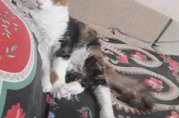 Пропала кошка, Кооперативная улица, 76, Майкоп - трёхцветная с белой грудью - photo