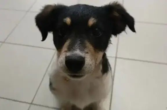 Найдена собака, Ульяновск, фото: Найден собака, мужской, улица Димитрова, 16, Ульяновск - красный ошейник с золотым бубенчиком