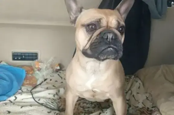 Найдена собака, Курск, фото: Найдена собака, женский пол, улица Ильича, 51, Курск - французик с клеймом