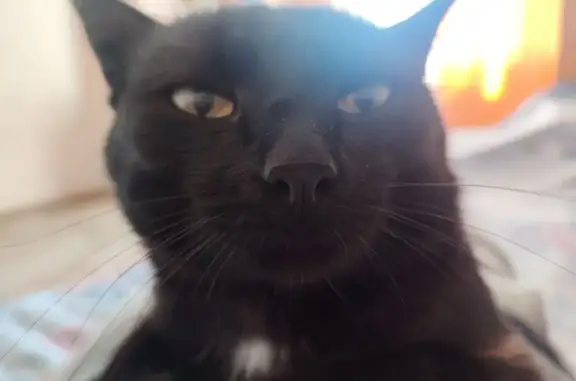 Пропал кот, Майская улица, Улан-Удэ - белый 