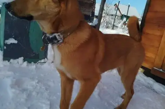 Пропала собака, Тракторная улица, 20, Линда - рыжий с белым на грудке - photo