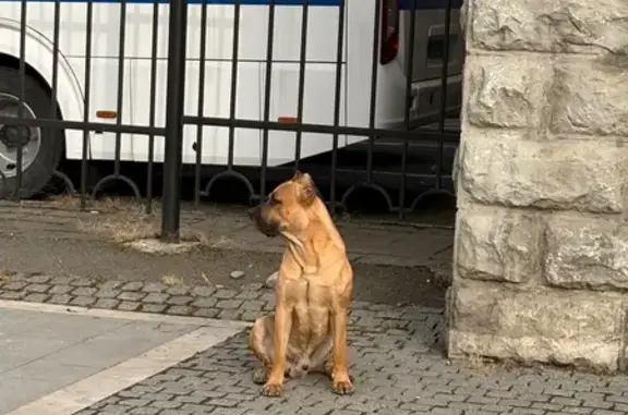 Объявления о пропавших и найденных животных, Владикавказ, фото: Найдена собака, мужской, проспект Мира, 2, Владикавказ - купированные уши