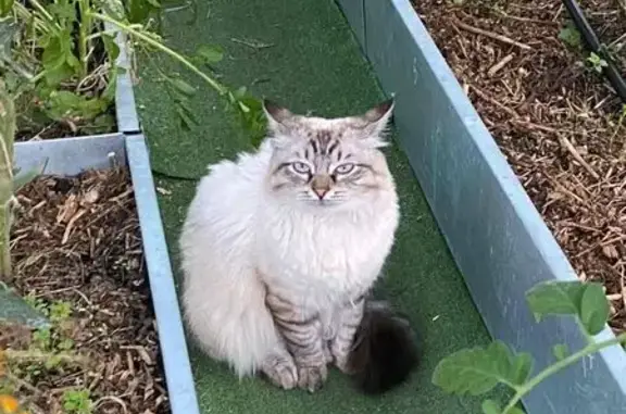 Пропал кот, Звенигородская улица, Казань - photo