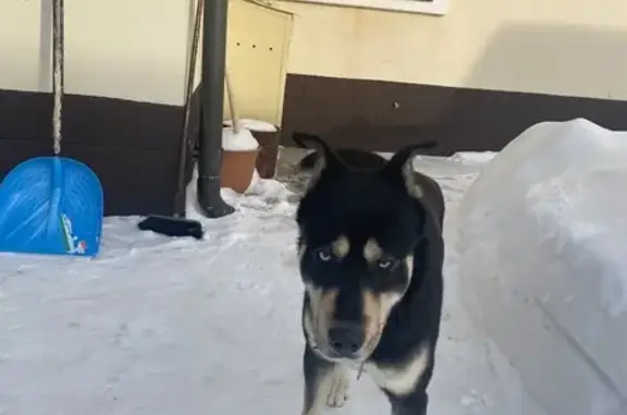 Найдена собака, Поречье, фото: Найден собака, мужской, Лесная улица, 11, Поречье