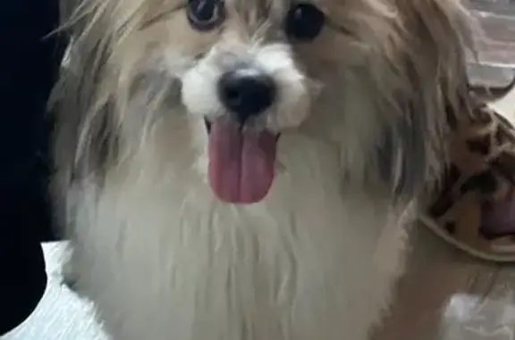 Найдена собака, Архангельск, фото: Найдена собака, улица Полины Осипенко, 5, Архангельск