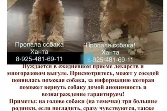 Пропала собака, Парковая улица, 35, Сергиево-Посадский городской округ - серо-бежевый окрас, добрая и пугливая - photo