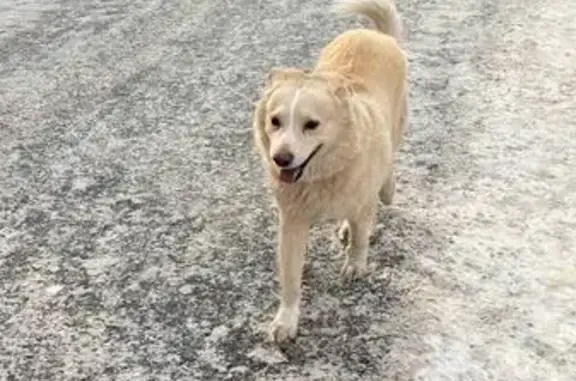 Найдена собака, Москва, фото: Найден собака, мужской, Тимуровская улица, 5 к3, Москва