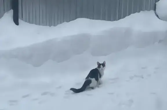 Кошки потеряшки, Нефтекамск, фото: Потеряшка кот, Новый переулок, 23, Нефтекамск - черно-белый с большими ушами