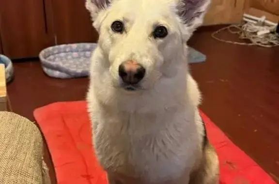 Собаки потеряшки, Ступино, фото: Потеряшка собака, Леньково-Каверино-Тютьково, Ступино - светлый окрас, светящийся ошейник