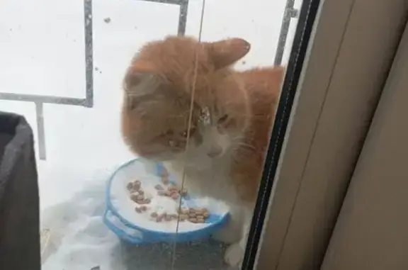 Объявления о пропавших и найденных животных, Москва, фото: Найдена кошка, Измайловская площадь, 9 к1, Москва - кот мальчик, просился в дом