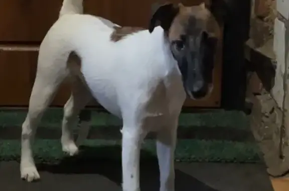 Пропала собака, проезд Крупской, 9, Скопин - гладкошёрстный фокс-терьер, девочка - photo