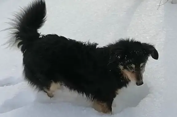Пропал собака, улица Котовского, 6, Каменка - трёхцветный окрас - photo
