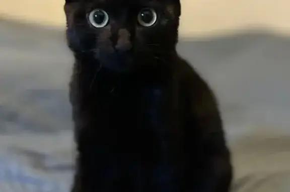 Найдена кошка, Чита, фото: Найдена кошка, улица Недорезова, 42, Чита - черный окрас, желто-зеленые глаза