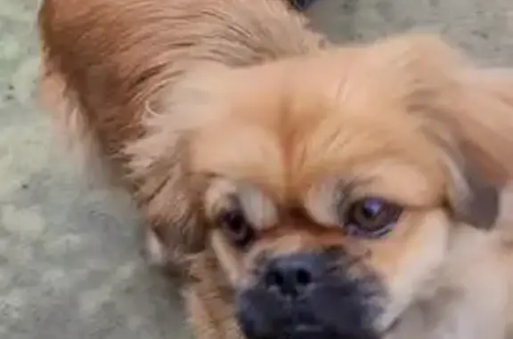 Найдена собака, Ростов-на-Дону, фото: Найдена собака, 2-я Разъездная улица, Ростов-на-Дону - очень добрый и ласковый