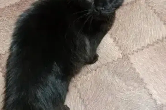 Кошки потеряшки, Смоленск, фото: Потеряшка кот, Мало-Краснофлотская улица, 29А, городской округ Смоленск - чёрный длинношёрстный метис Мейн-куна