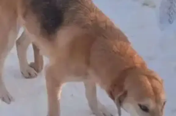 Пропала собака, Окружная улица, 27В, городской округ Пенза - женская особь - photo