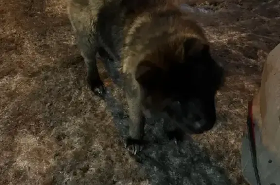 Найдена собака, Красноярск, фото: Найдена собака, Взлётная улица, Красноярск - чёрный акита-ину (предположительно)