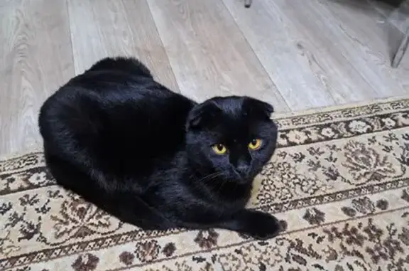 Кошки потеряшки, Орёл, фото: Потеряшка кот, Орёл, Орловская область - чёрный, вислоухий с залысинами