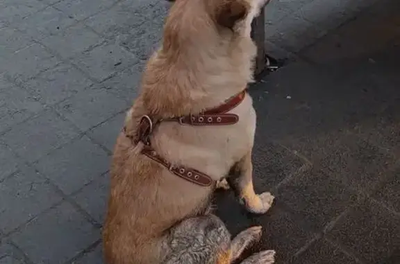 Найденные животные Барнаул, фото: Найдена собака, проспект Ленина, 88, Барнаул - золотистая с красным ошейником