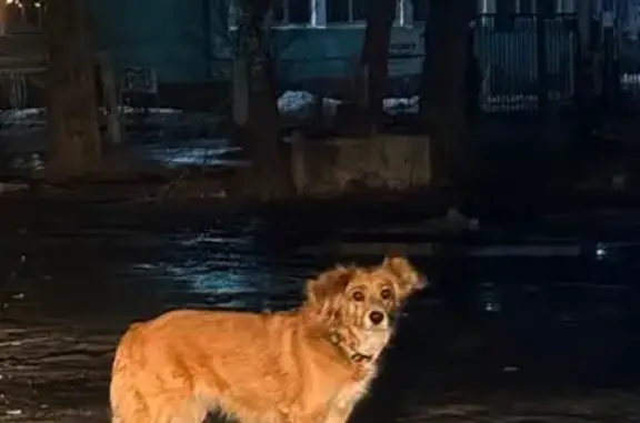 Найденные животные Абакан, фото: Найдена собака, проспект Ленина, 86, Абакан - рыжая в ошейнике