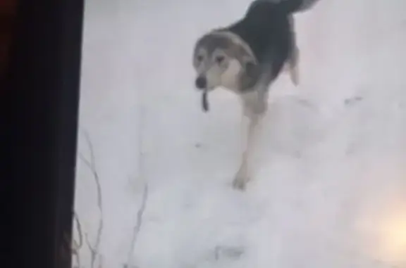 Пропала собака, улица Маркина, 71, Астрахань - чёрный белый - photo
