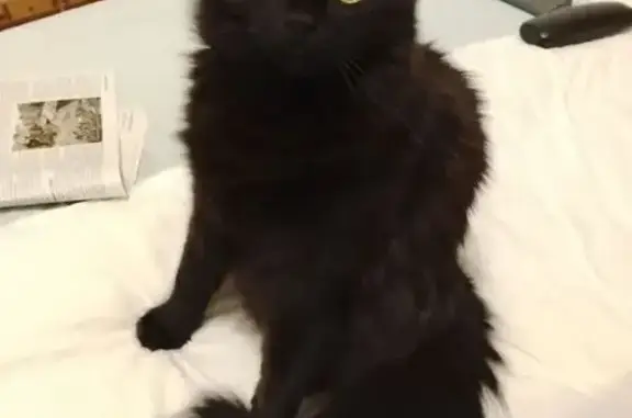 Потерянные животные Анапа, фото: Пропала кошка, Новороссийская улица, 118, Анапа - блестящая чёрная шерсть