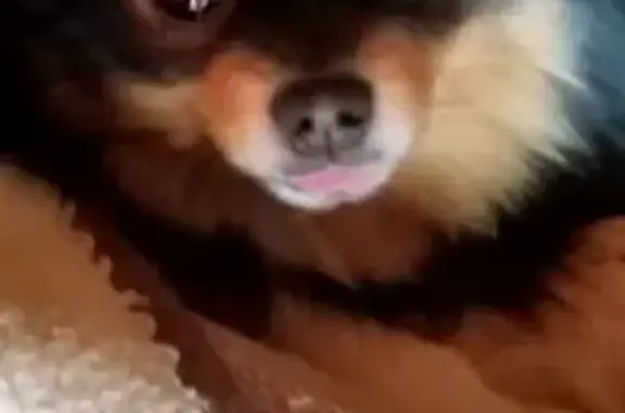 Пропал собака, Ялуторовск, Тюменская область - черный подпал с бежевым ошейником - photo