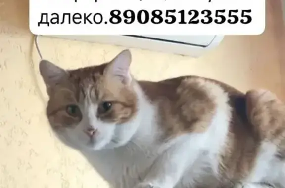 Пропал кот, улица Карла Либкнехта, 13, Таганрог - отличительное пятнышко на носике - photo