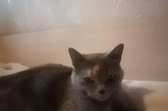 Объявления о пропавших и найденных животных, Раменское, фото: Найдена кошка, Дергаевская улица, 34, Раменское - истощённая, спокойная