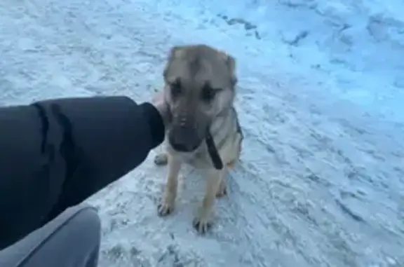 Найдена собака, Московский, фото: Найдена собака, Валуевское шоссе, Московский - щенок с ошейником