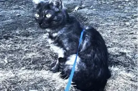 Пропал кот, улица Подстаницкого, 16, Мурманск - пепельно-чёрный дымчатый окрас - photo