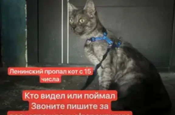 Пропал кот, улица Подстаницкого, 16, Мурманск - пепельно-чёрный дымчатый окрас - photo