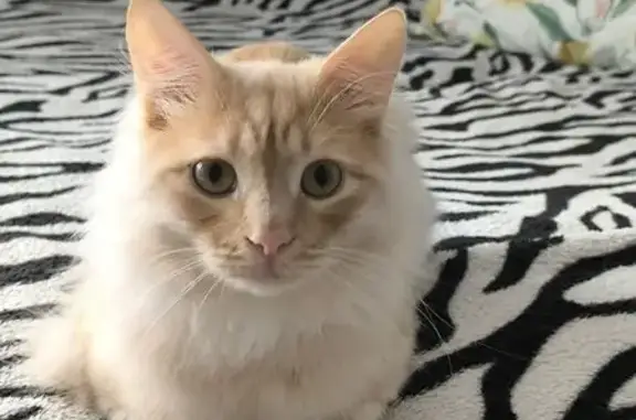 Пропал кот, Краснодонская улица, 12, Курган - по кличке Симба - photo