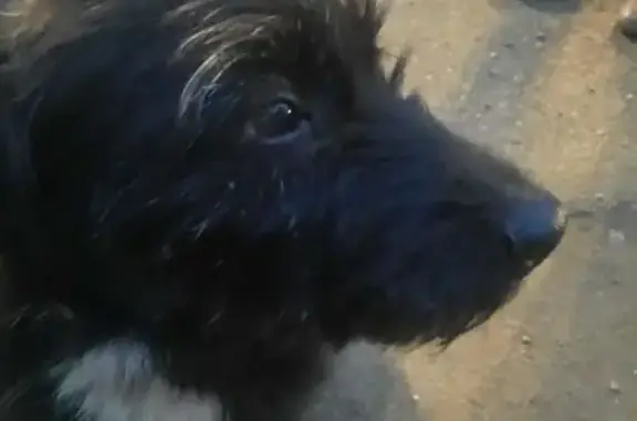 Найдена собака, Краснодар, фото: Найден собака, мужской, улица Гагарина, Краснодар - чёрный окрас с белыми пятнами