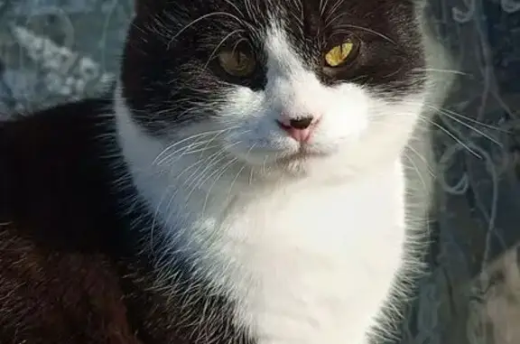 Пропал кот, Славянск-на-Кубани - окрас чёрно-белый, вислоухий - photo