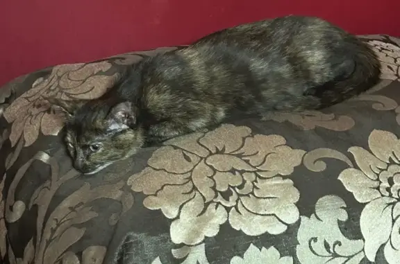 Пропала кошка, улица 40 лет Октября, 10, Галич - очень ласковая - photo