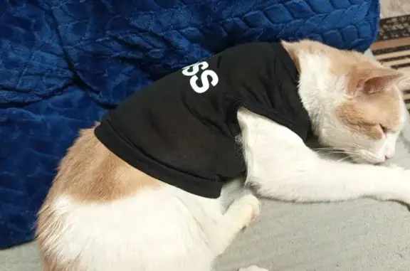 Кошки потеряшки, Тайга, фото: Потеряшка кот, Советская улица, 238, Тайга - былей с рыжим, в чёрной кофточке