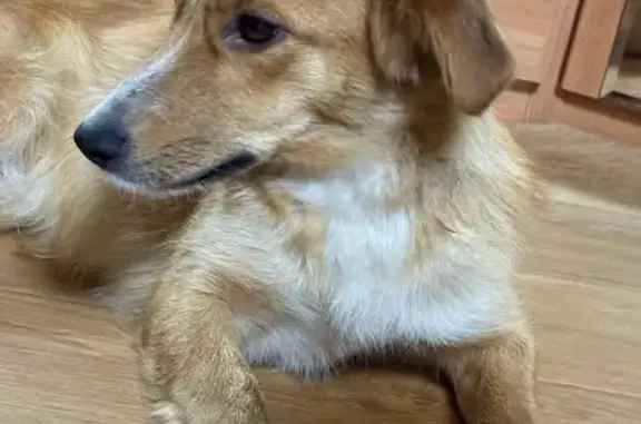 Пропала собака, улица Мичмана Павлова, Чебоксары - рыженькая с белой грудкой и красным ошейником - photo